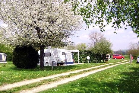 cerisier en fleurs au camping